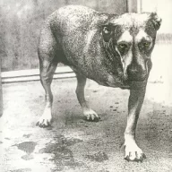 Alice In Chains - Alice In Chains 2LP