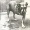 Alice In Chains - Alice In Chains 2LP