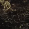 Akrasia - First Demons - the Birth of the Void LP
