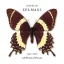 Zelmani Sophie - Decade of Dreams 1995-2005 2LP